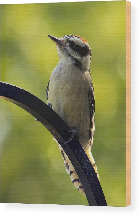 Woodpecker Wood Print featuring the photograph Downy Woodpecker Up Close by Bill and Linda Tiepelman
