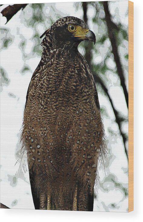 Crested Serpent Eagle Wood Print featuring the photograph Eagle at Bharatpur by Pravine Chester
