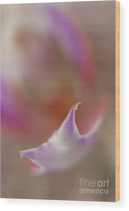 Orchid Wood Print featuring the photograph Emerging2 by Christine Amstutz