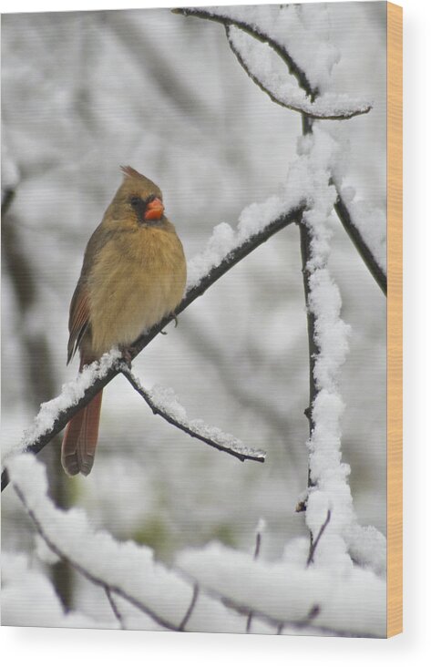 Adult Wood Print featuring the photograph Female Cardinal 3656 by Michael Peychich