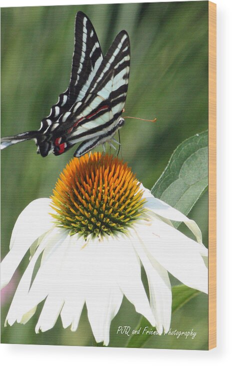  Wood Print featuring the photograph 'Flying Zebra' by PJQandFriends Photography
