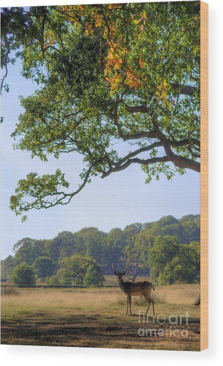Fallow Deer Wood Print featuring the photograph From A Distance by Yhun Suarez