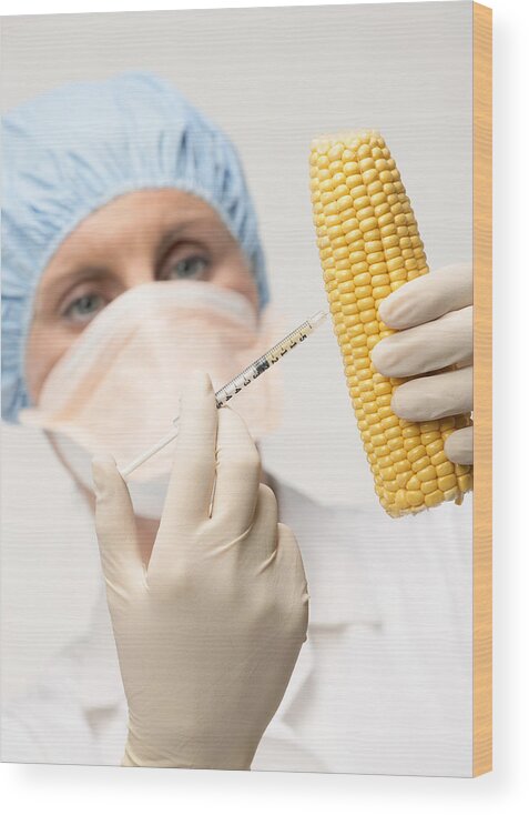 Sweetcorn Wood Print featuring the photograph Genetically Engineered Sweetcorn by Mark Sykes