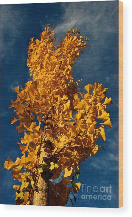 Gingko Wood Print featuring the photograph Gingko to the Sky by Mark Dodd
