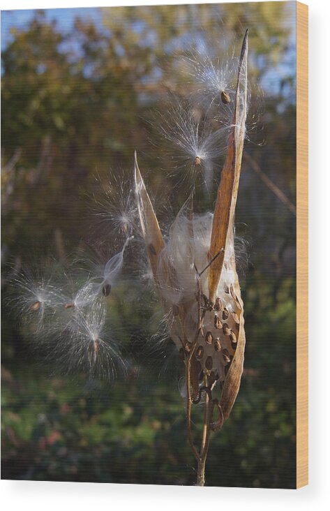 Seed Wood Print featuring the photograph Going to Seed by Robert E Alter Reflections of Infinity LLC