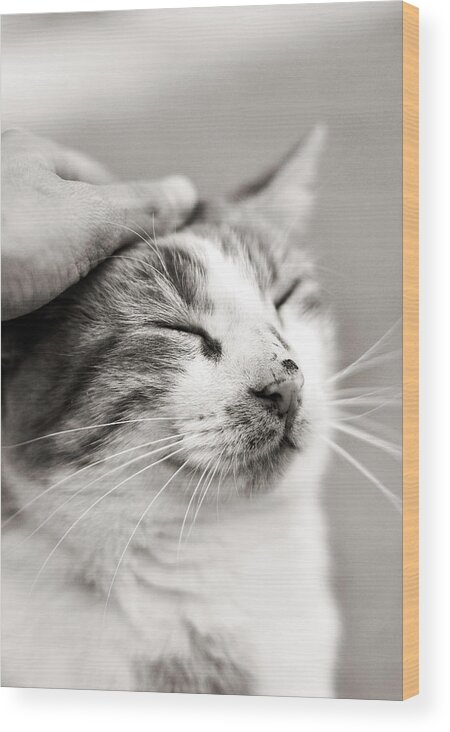 Cat Wood Print featuring the photograph Good kitty by Laura Melis