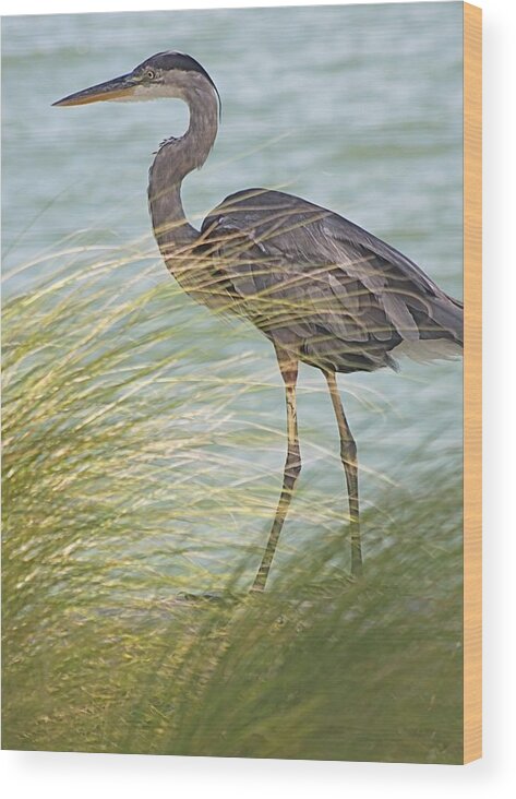 Herons Wood Print featuring the photograph Great Blue Heron and Grass by Jeanne Juhos