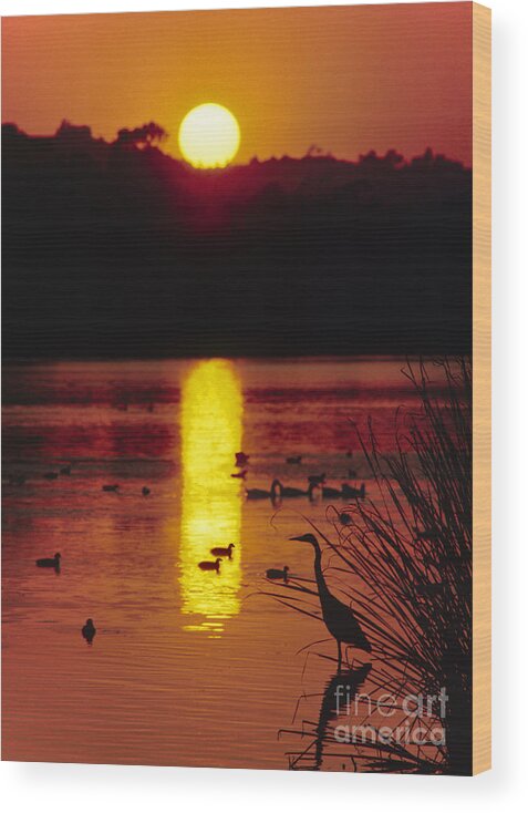 Bird Wood Print featuring the photograph Great Egret - Santa Barbara Bird Refuge by Craig Lovell