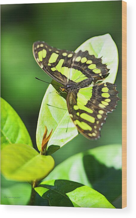 Butterfly Wood Print featuring the photograph Green On Green by Edward Kovalsky