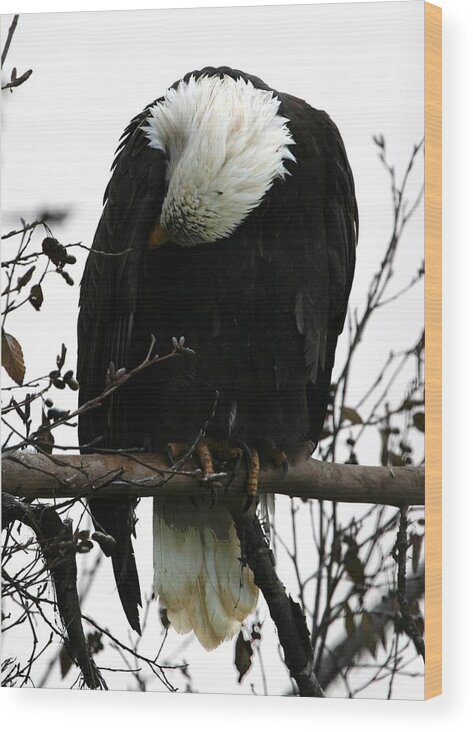 Bald Eagles Wood Print featuring the digital art Grieving by Carrie OBrien Sibley