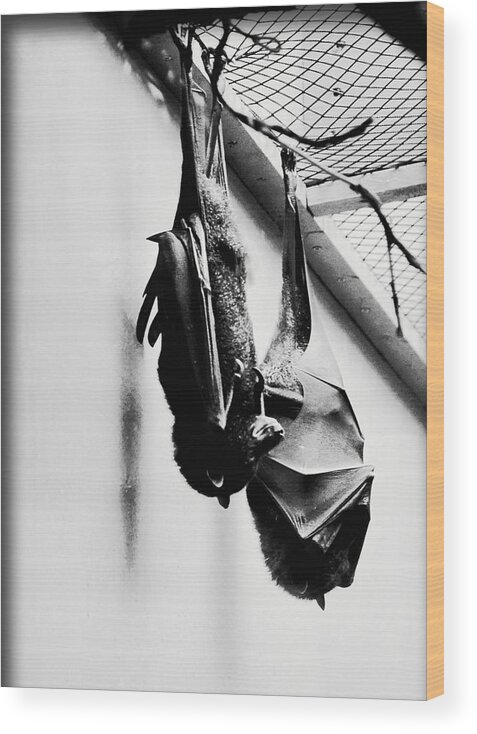 Bat Wood Print featuring the photograph Just Hanging Around by Brittany Horton