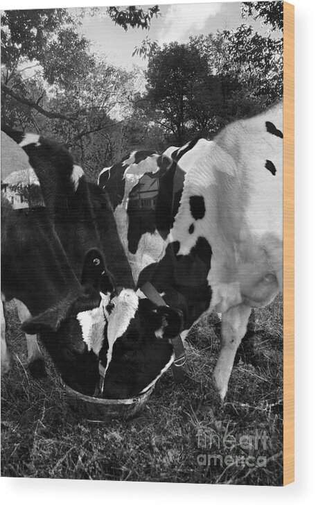 Agriculture Greeting Cards Wood Print featuring the photograph Life is a Circle by Danielle Summa
