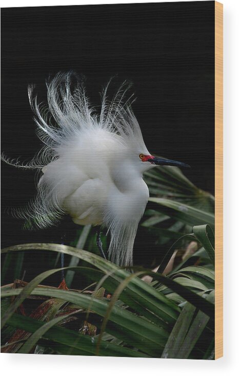 Egret Wood Print featuring the photograph Little Snowy by Skip Willits