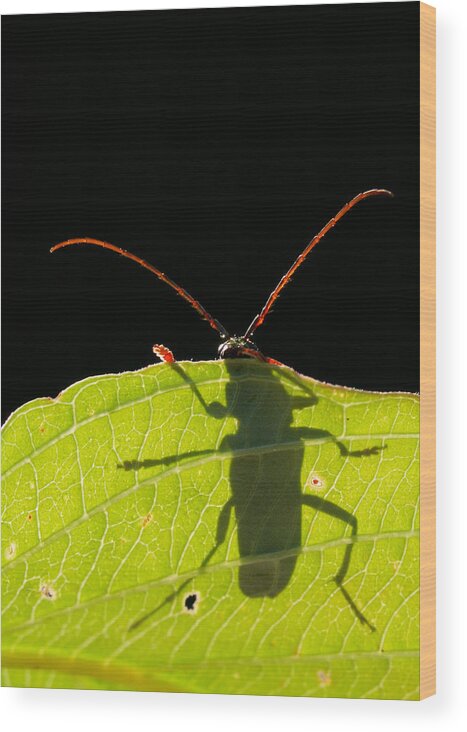 Locust Wood Print featuring the photograph Locust Borer by Mircea Costina Photography