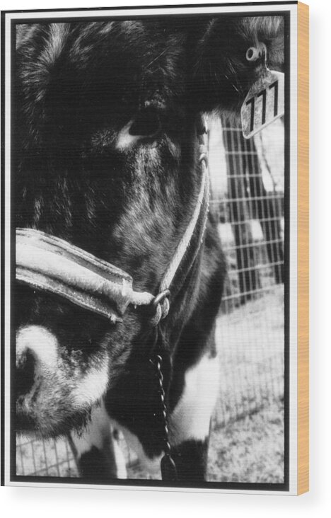 Cows Wood Print featuring the photograph Lucky the Cow by Greg Kopriva