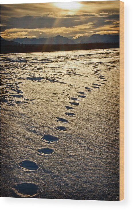 Landscape Wood Print featuring the photograph Lynx Tracks by Fred Denner