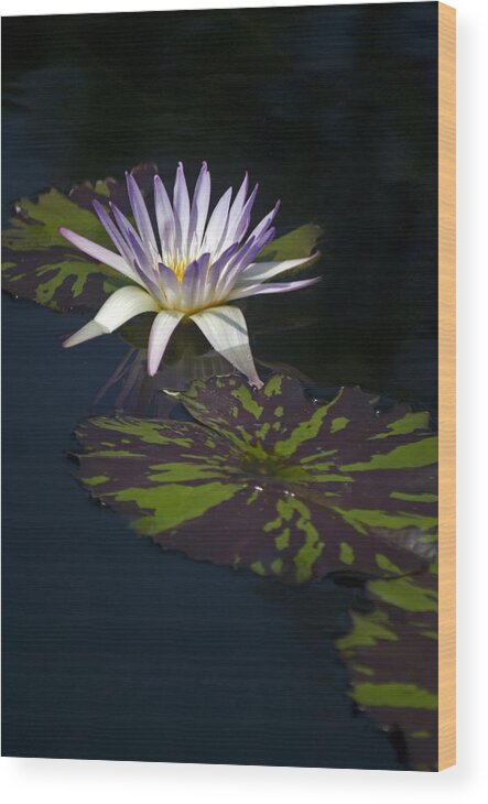 Water Lily Wood Print featuring the photograph Majestic by Elsa Santoro