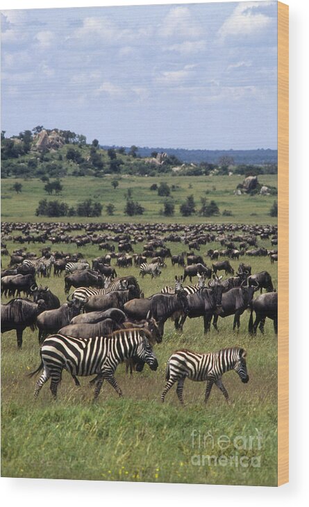 Eco-tourism Wood Print featuring the photograph Migration - Serengeti Plains Tanzania by Craig Lovell