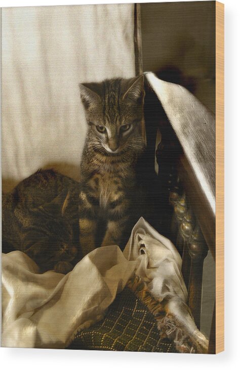 Cat Wood Print featuring the photograph Mischief Resting by Marilyn Marchant