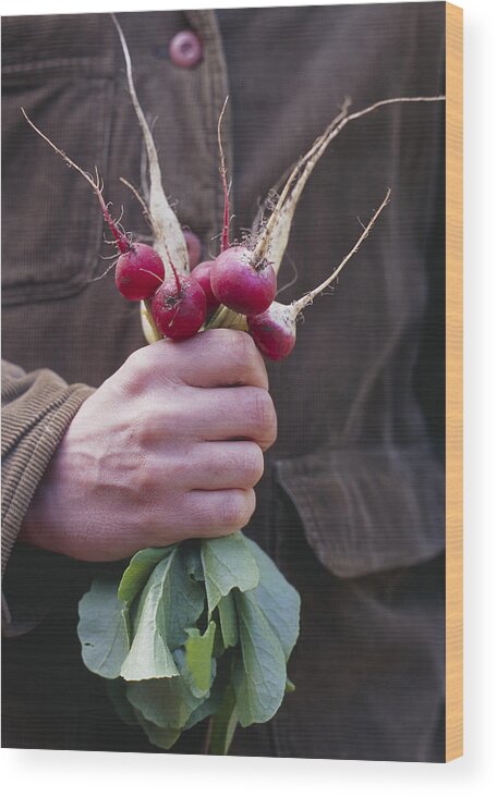 'long White Icicle' Wood Print featuring the photograph Mixed Organic Radishes by Maxine Adcock