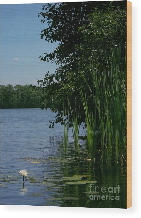 Water Wood Print featuring the photograph Moment in Time by Amanda Jones