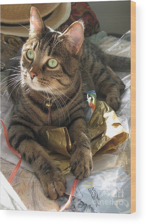 Cat Wood Print featuring the painting Monty by Jolanta Anna Karolska