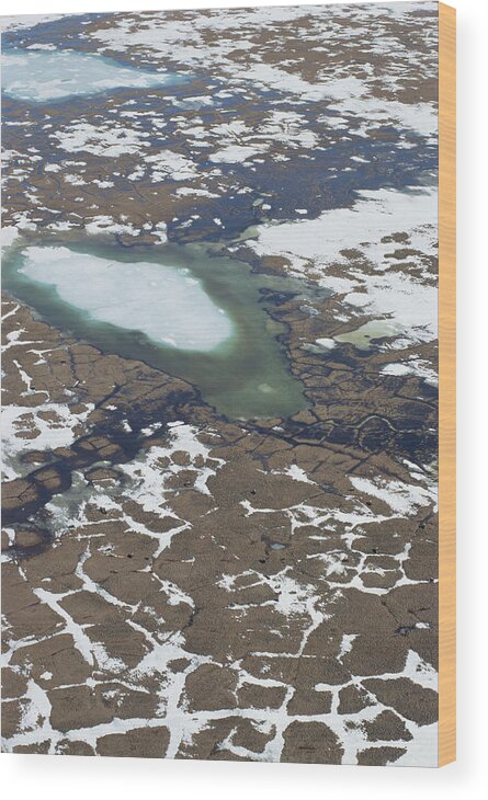 Mp Wood Print featuring the photograph Muskox Ovibos Moschatus Group by Matthias Breiter