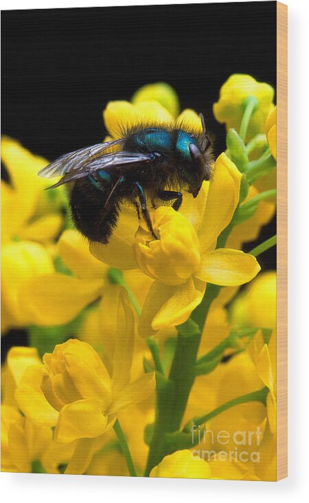 Osmia Ribifloris Bee Wood Print featuring the photograph Osmia Ribifloris Bee by Science Source