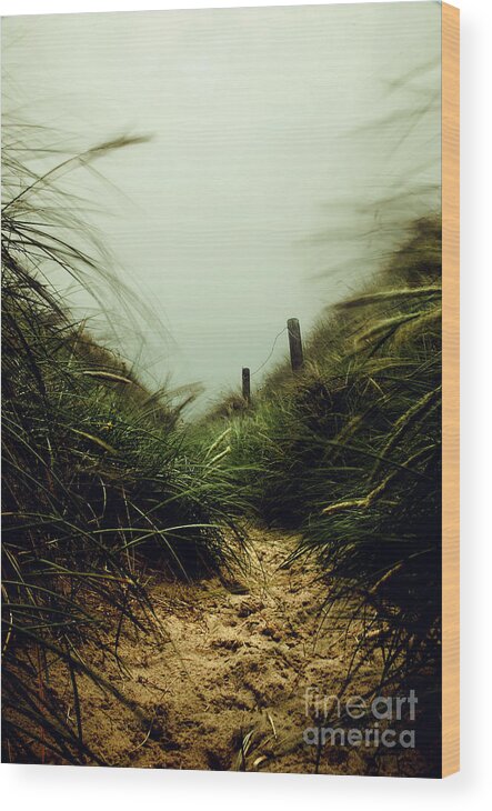 Seascape Wood Print featuring the photograph Path Through The Dunes by Hannes Cmarits