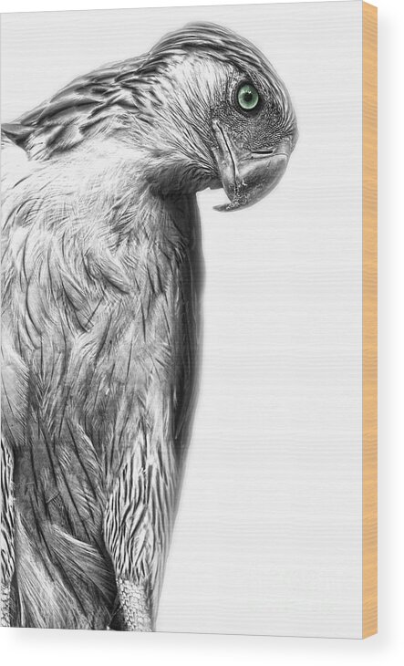 Yhun Suarez Wood Print featuring the photograph Philippine Eagle by Yhun Suarez