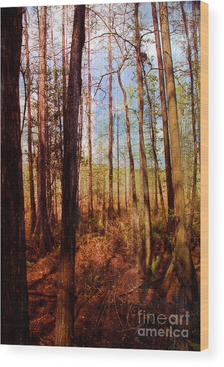 Trees Wood Print featuring the photograph Phil's View by Bob Senesac