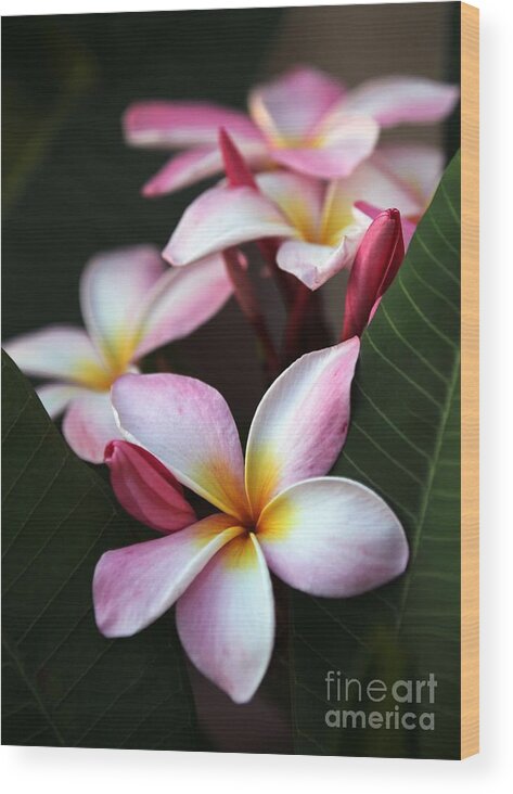 Plumeria Wood Print featuring the photograph Pink Plumeria Flowers by Sabrina L Ryan