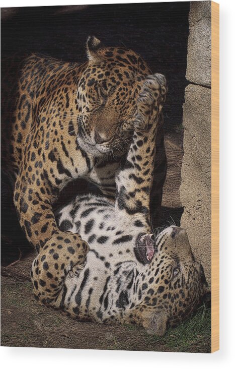 Animals Wood Print featuring the photograph Play Time by Cheri McEachin