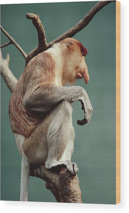 Mp Wood Print featuring the photograph Proboscis Monkey Nasalis Larvatus by Gerry Ellis