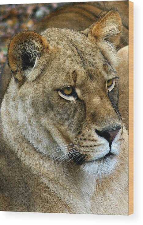 Lioness Wood Print featuring the digital art Proud Lioness by Cindy Haggerty