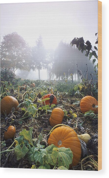 Agriculture Wood Print featuring the photograph Pumpkin Patch, British Columbia by David Nunuk