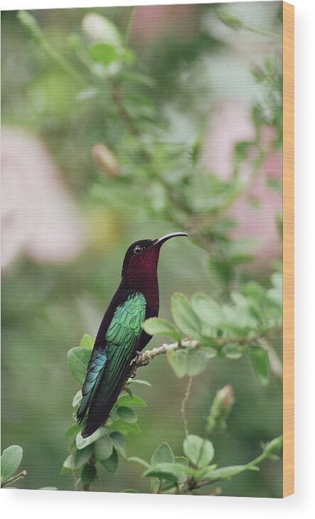 Mp Wood Print featuring the photograph Purple-throated Carib Eulampis by Gerry Ellis