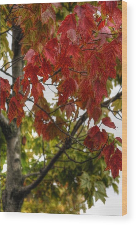  Wood Print featuring the photograph Red and Green Prior X-Mas by Michael Frank Jr