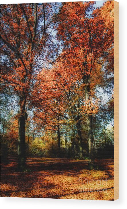 Autumn Wood Print featuring the photograph Red Fall by Hannes Cmarits
