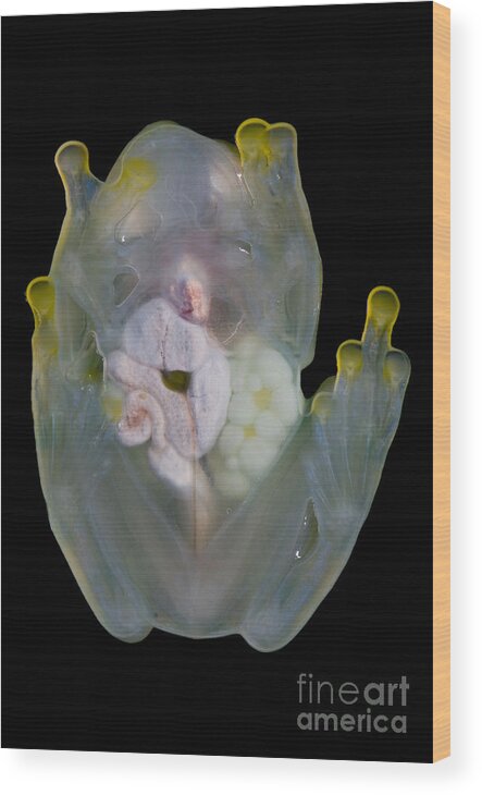Reticulated Glass Frog Wood Print featuring the photograph Reticulated Glass Frog by Dante Fenolio
