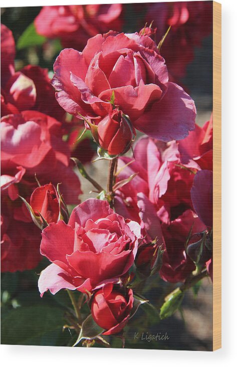 Floral Wood Print featuring the photograph Roses by Kerri Ligatich