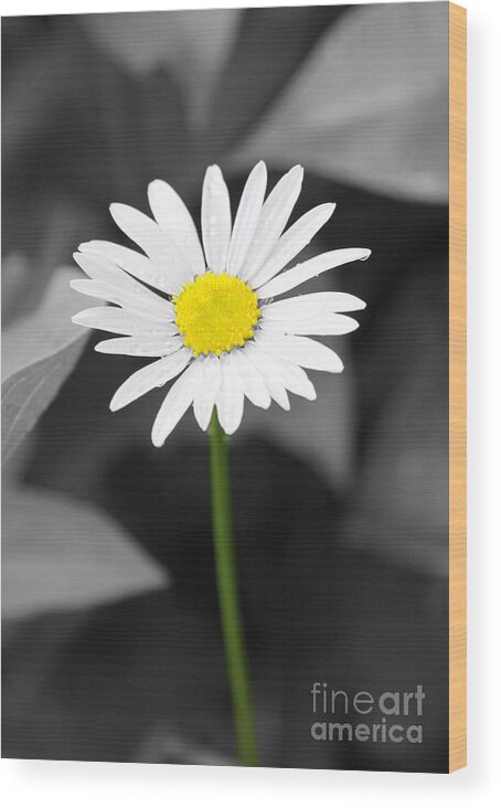 Daisy Wood Print featuring the photograph Simply Me by Brenda Giasson