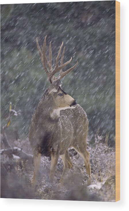 Mule Deer Wood Print featuring the photograph Snow Buck by D Robert Franz
