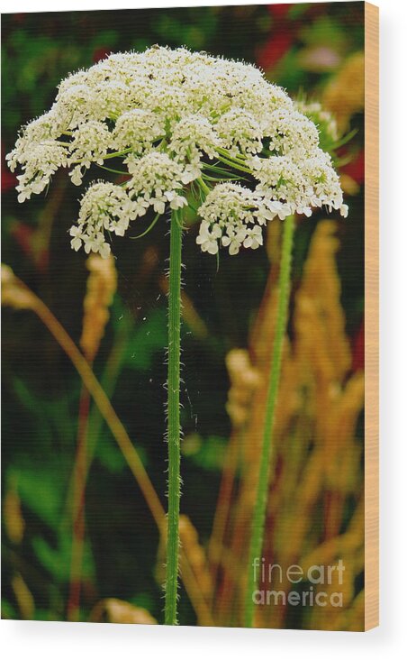 Queen Anne's Lace Wood Print featuring the photograph Spider Web Umbrella by Rory Siegel