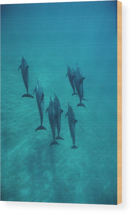 00087133 Wood Print featuring the photograph Spinner Dolphin Group Underwater Bahamas by Flip Nicklin