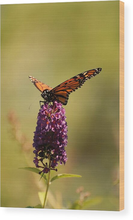 Spread Your Wings And Fly Wood Print featuring the photograph Spread Your Wings And Fly by Angie Tirado