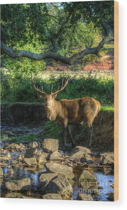 Fallow Deer Wood Print featuring the photograph Stag by Yhun Suarez