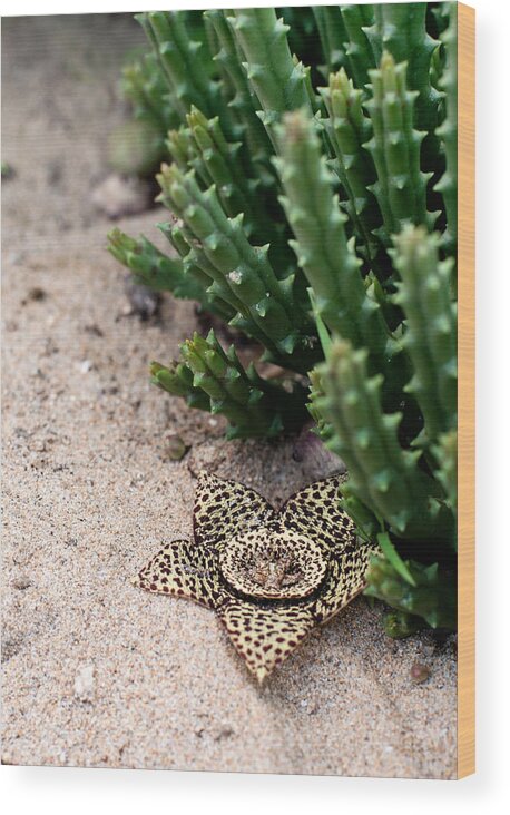 Stapelia Wood Print featuring the photograph Stapelia Variegata by Laura Melis