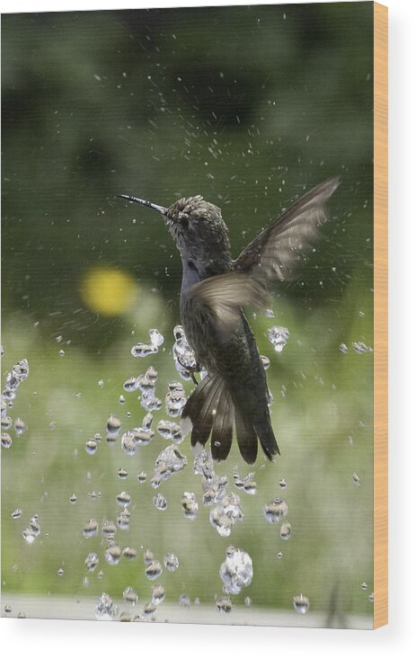 Hummer Wood Print featuring the photograph Surfing the Drops of Water by Betty Depee