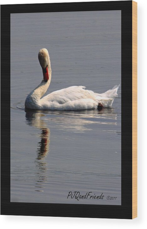  Wood Print featuring the photograph 'Swan on Lake' by PJQandFriends Photography